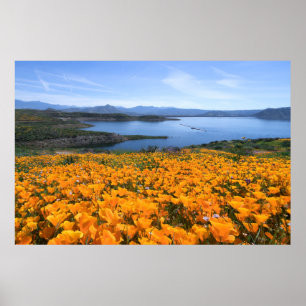 Poster Eau Lac California Avec Des Pépites D'Or