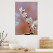 Poster Éblouissante floraison japonaise d'abricots (Cuisine)