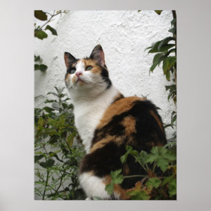 Poster Écaille et chat blanc