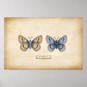 Poster Écarce Grand Papillon Bleu Specimen Naturaliste
