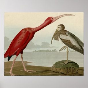 Poster Écarlate IBIS