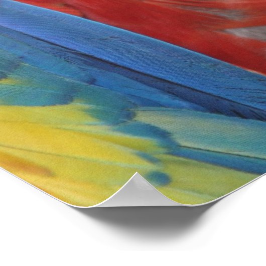 Poster écarlate pied macaw (Coin)