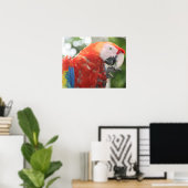 Poster écarlate pied macaw (Bureau à domicile)