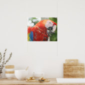 Poster écarlate pied macaw (Cuisine)