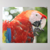 Poster écarlate pied macaw (Devant)