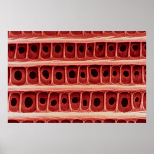 Poster Echelle de papillon - échelle d'aile (Devant)