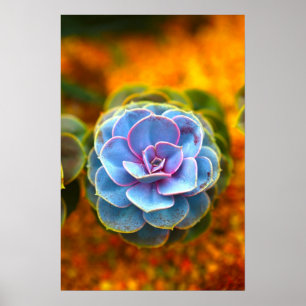 Poster Echeveria de couleur bleue