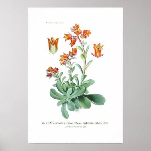 Poster Echeveria retusa (Devant)