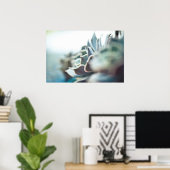 Poster Echeveria succulent (Bureau à domicile)