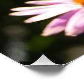 Poster Echinacea dans le jardin photo (Coin)