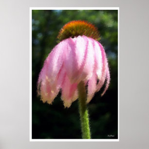 Poster Echinacea Flower dans la brise