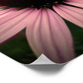 Poster Echinacea Flower Purple (Coin)