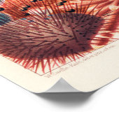 Poster Echinodermes australiens de la Grande Barrière de  (Coin)