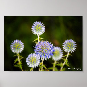 Poster Echinops Sphaerocephalus, Chardon globulaire gland