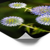 Poster Echinops Sphaerocephalus, Chardon globulaire gland (Coin)