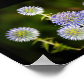 Poster Echinops Sphaerocephalus, Chardon globulaire gland (Coin)