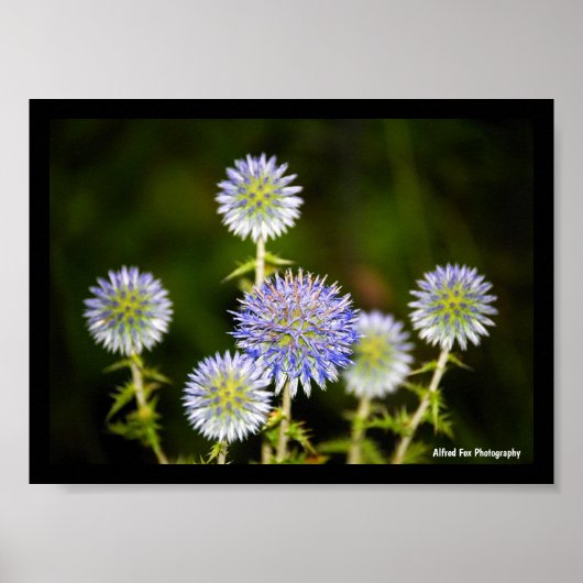 Poster Echinops Sphaerocephalus, Chardon globulaire gland (Devant)