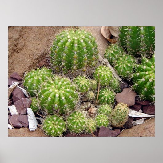 Poster Echinopsis Bruchii (Devant)