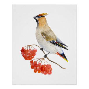 Poster Écirage d'oiseaux de la forêt d'aquarelle
