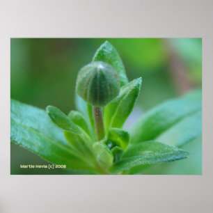 Poster Éclairage au printemps