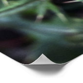 Poster éclatement rose (Coin)