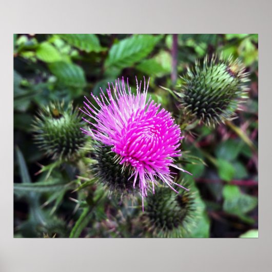 Poster éclatement rose (Devant)