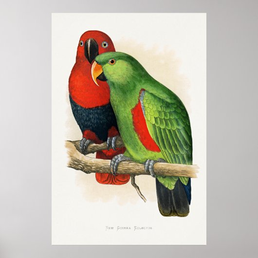 Poster Eclectus de Nouvelle-Guinée, perroquets, (Devant)