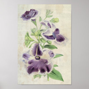 Poster Eclipse botanique vintage et Annie Kien Petunias