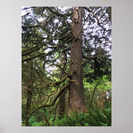 Poster Ecola State Park, Cannon Beach, Oregon (Devant)