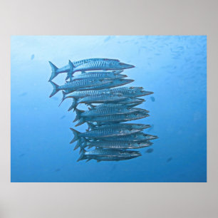 Poster École de Barracuda