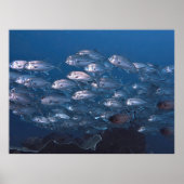 Poster École de Jacks (Devant)