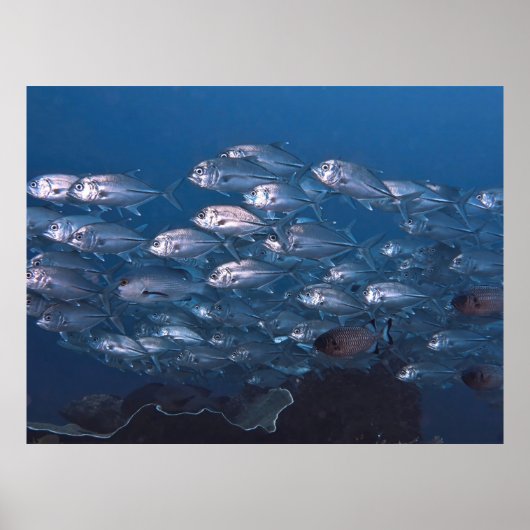 Poster École de Jacks (Devant)