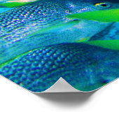 Poster École des Snappers (Coin)