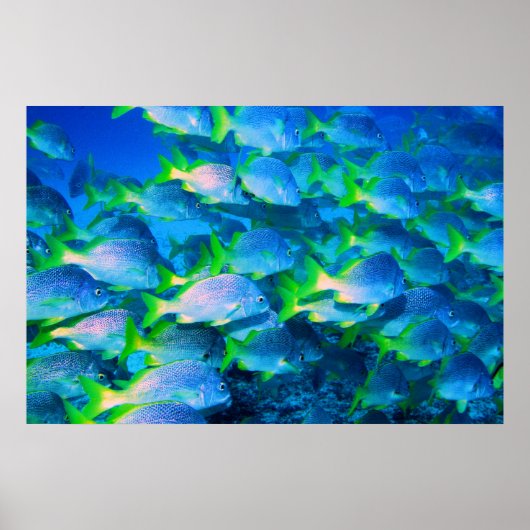 Poster École des Snappers (Devant)