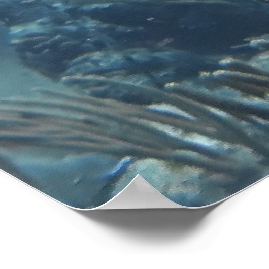 Poster École Snapper (Coin)