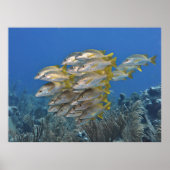 Poster École Snapper (Devant)