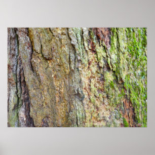 Poster Écorce d'arbre couverte de mousse