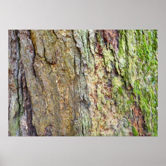 Poster Écorce d'arbre couverte de mousse (Devant)