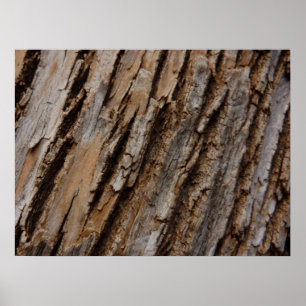 Poster Écorce d'arbre I Dessin texturé abstrait naturel