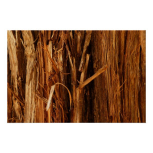 Poster Écorce de bois texturée de cèdre