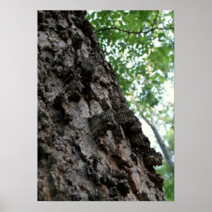Poster Écorce sur un arbre