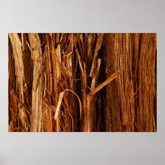 Poster Écorce texturée de bois de cèdre (Devant)