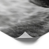 Poster Écossaise Highland Calf Baby Cow (Coin)