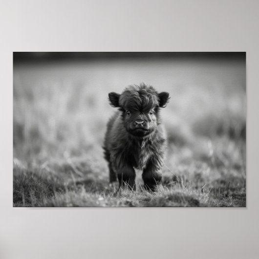 Poster Écossaise Highland Calf Baby Cow (Devant)