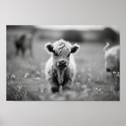 Poster Écossaise Highland Calf Baby Cow (Devant)