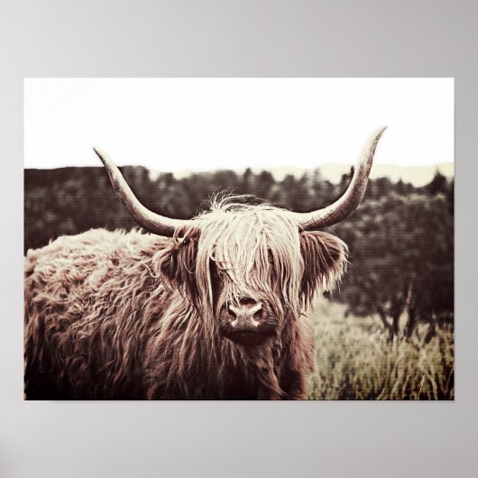 Poster Écosse Highland Longhorn Long Haired Cow (Devant)