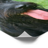 Poster Ecosse Terrier Canvas (Coin)