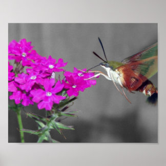 Poster Ecran clair Hummer Oiseau Moth