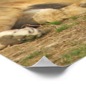 Poster Écriture Lion (Coin)