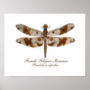 Poster Écumoire en filigrane femelle daronfly